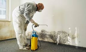 Best Emergency Mold Remediation  in Denison, IA